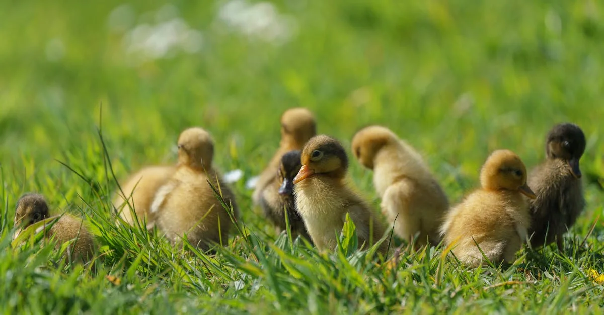 Imagem ilustrativa de Patos de Minas: O Coração do Alto Paranaíba em Destaque Nacional