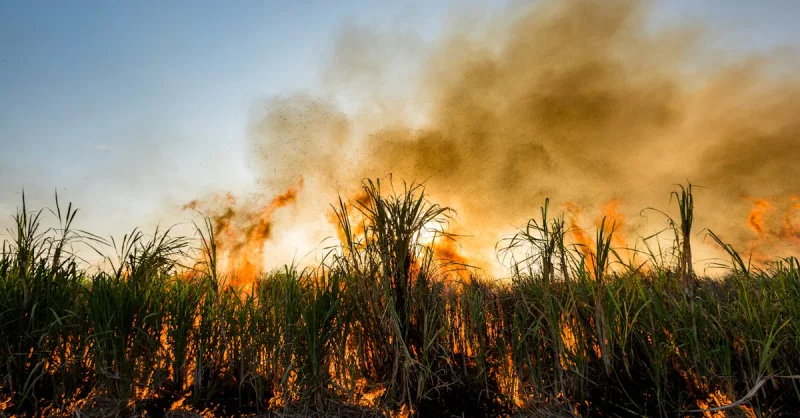 Calor Extremo no Campo: Como as Mudanças Climáticas Estão Desafiando a Agricultura Brasileira