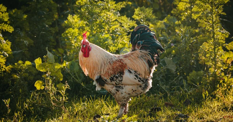 Agrishow 2026: Desvendando os Desafios Que Moldam o Futuro das Vendas no Agro