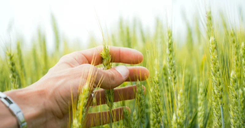 Revolução no Campo: Como a Tecnologia e o Plano Safra Impulsionam a Agricultura Familiar Brasileira