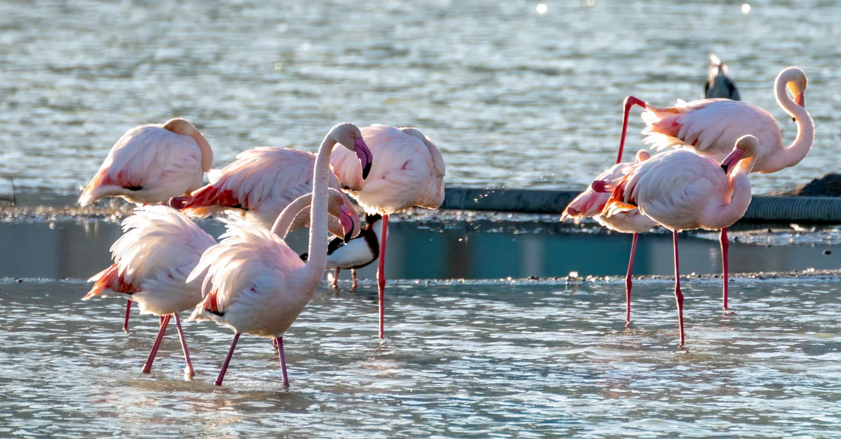 Imagem ilustrativa de Flamengo em Alta: Entenda Por Que o Gigante Carioca Domina as Buscas e Redes Sociais no Brasil