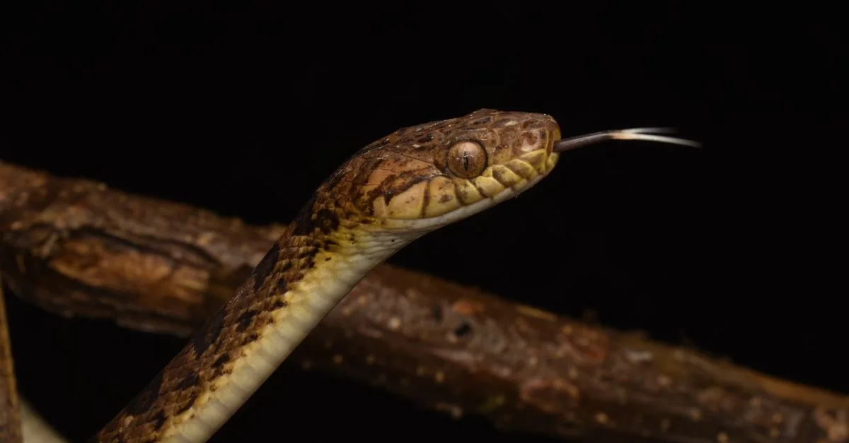 Imagem ilustrativa de Serpentes no Brasil: Convivência, Perigos e a Riqueza da Biodiversidade Ofídica
