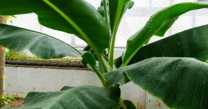 Pesquisas Presidente 2026: Entenda o Cenário Político e os Primeiros Movimentos para a Sucessão
