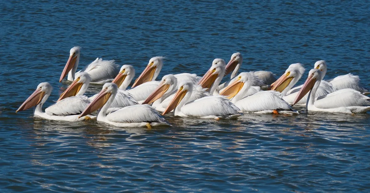 Imagem ilustrativa de Pelicans x Nuggets: Como o Duelo da NBA Acende a Paixão Brasileira e Impulsiona a Economia do Esporte no Brasil